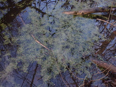 Riccia fluitans