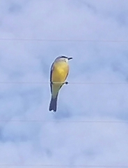 Tyrannus melancholicus