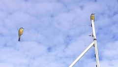 Tyrannus melancholicus