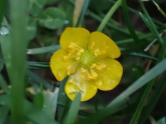 Ranunculus repens