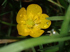 Ranunculus repens