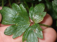 Ranunculus repens