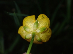 Ranunculus repens