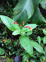 Centropogon granulosus