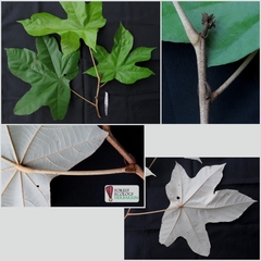 Pterospermum diversifolium