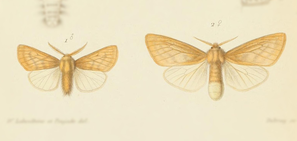 Paracles laboulbeni