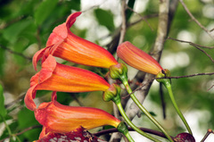 Bignonia capreolata image