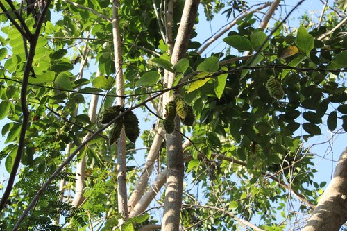 Image of Mucuna sloanei by (c) Viacheslav Shalisko, some rights reserved (CC BY)