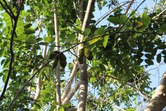 Mucuna sloanei