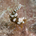 Squat Anemone Shrimp - Photo (c) Adrie Rolloos, some rights reserved (CC BY-NC), uploaded by Adrie Rolloos