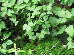Rubus humulifolius
