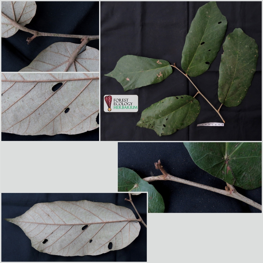 Pterospermum diversifolium (Pterospermum diversifolium)