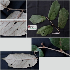 Pterospermum diversifolium