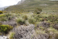 Capeochloa cincta cincta