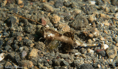 Dactylopus dactylopus