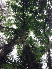 Primulaceae
