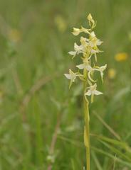 Platanthera