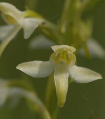 Platanthera