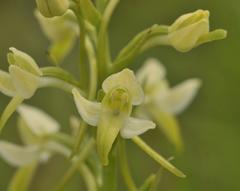 Platanthera