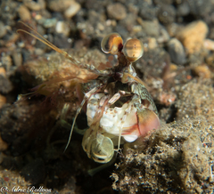 Odontodactylus scyllarus