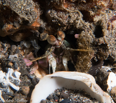 Odontodactylus scyllarus