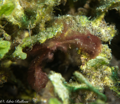 Achaeus japonicus