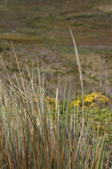 Capeochloa cincta cincta