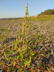 Chenopodium acerifolium