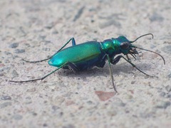 Cicindela denikei
