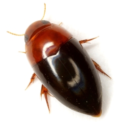 Hydrocanthus atripennis