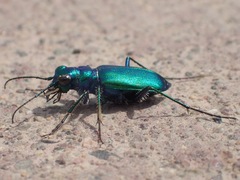 Cicindela denikei