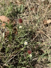 Noticastrum diffusum