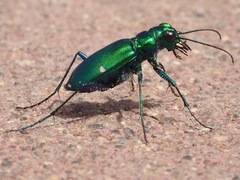 Cicindela denikei