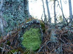 Chrysothrix chlorina