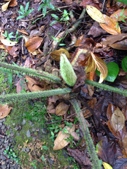 Philodendron verrucosum