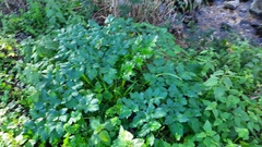 Smyrnieae