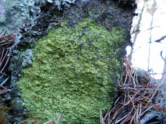 Chrysothrix chlorina