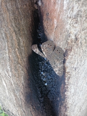 Hamadryas amphichloe