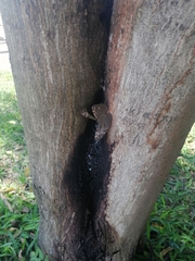 Hamadryas amphichloe