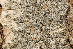 Arthonia graphidicola