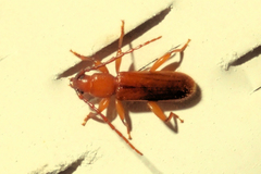 Smodicum cucujiforme