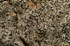 Arthonia graphidicola