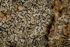 Arthonia graphidicola