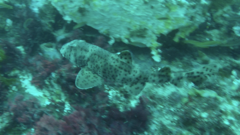 Heterodontus quoyi
