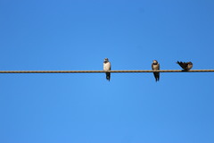 Hirundo rustica rustica