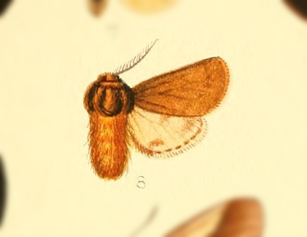Paracles tenuis