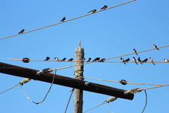 Hirundo rustica rustica