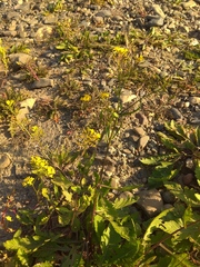 Rorippa × armoracioides