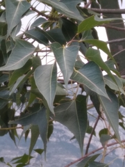 Brachychiton populneus