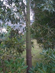 Brachychiton populneus